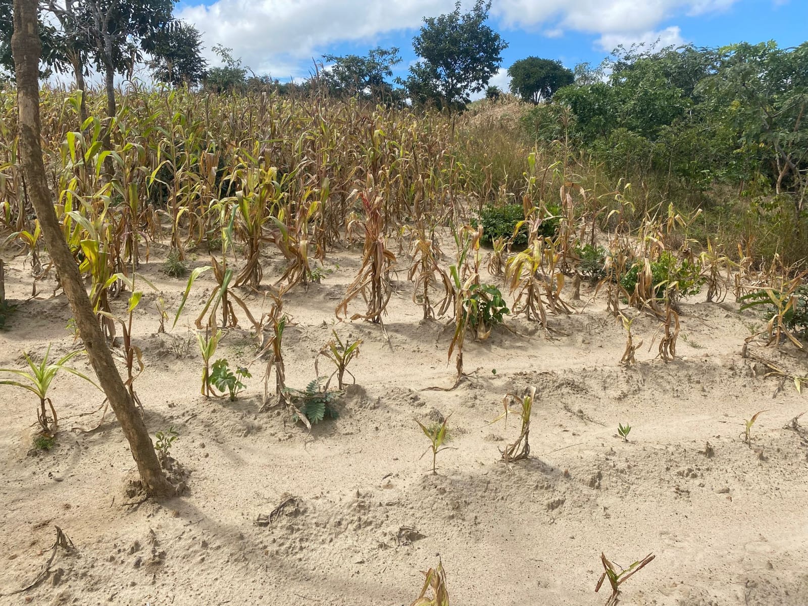 Maisfeld in Malawi mit kleinen, trockenen Pflanzem